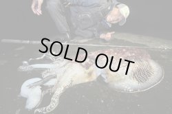 画像8: モンスターキス 蜃気楼 Shinkirow KEARASHI 72/77MS ケアラシ