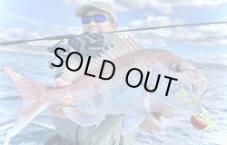 画像4: モンスターキス 蜃気楼 Shinkirow KEARASHI 72/77MS ケアラシ