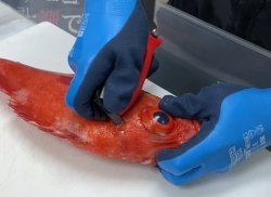 画像7: Ｈａｐｙｓｏｎ  計測マルチハサミ  ∼Hapyson×津本式コラボ∼