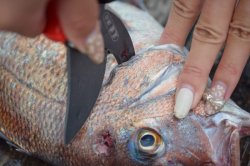 画像8: Ｈａｐｙｓｏｎ  計測マルチハサミ  ∼Hapyson×津本式コラボ∼