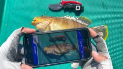 画像6: Ｈａｐｙｓｏｎ  計測マルチハサミ  ∼Hapyson×津本式コラボ∼