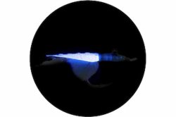 画像3: ヤマリア シマアジ仕掛 FSA3A  オールウィリー巻